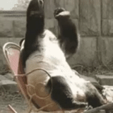 panda, sedia a dondolo panda, panda facepalm, panda fresca