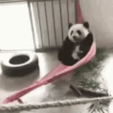 панда, panda, панда панда, панда гамаке, панда животное