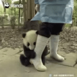 panda, panda klin, panda attaque, zoo panda, employé panda du zoo