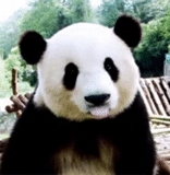 panda, beruang panda, chau-chau panda, panda makan bambu