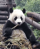 панда, панда гифка, большая панда, животные панда, панда ест бамбук