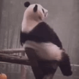 panda, panda, panda triste