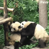 панда, панда панда, юмор животные, большая панда, moods and panda перевод