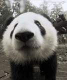panda, panda, panda è grande, panda è un animale, panda felice
