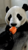 панда, панда панда, большая панда, панда ест морковку, панда ест мороженое