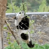 panda, panda géant, panda dort un arbre, panda accroche un arbre, big panda wood