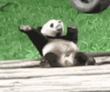 pandy, stayin alive, panda engraçado, panda animal, animais gif