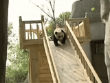 панда горке, гифка панда, панда катится горки, панда катается горки