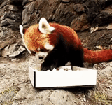 panda rouge, petit panda, panda en rouge, panda rouge, petit panda rouge