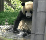 panda, panda, panda lavando, panda gigante, panda del zoológico de moscú