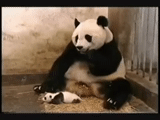 panda, panda panda, kid panda, panda raksasa, kebun binatang panda