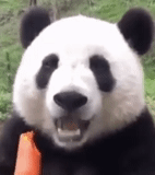 panda, panda, panda panda, moods e traduzione del panda