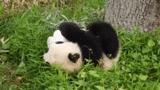 панда, панда пух, панда панда, большая панда, большая панда окрас