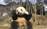 panda, femelle panda, panda géant, le panda est un animal, panda cool