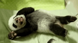 panda, animal lindo, animales panda, panda se despierta, panda recién nacido