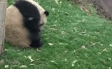 panda, panda, panda hedgehog, panda raksasa, panda jatuh