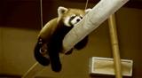 panda, panda gif, panda, little panda gif, color panda rojo