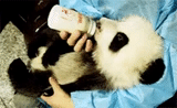 panda, cub de panda, panda géant, panda nouveau-né, panda nouveau-né