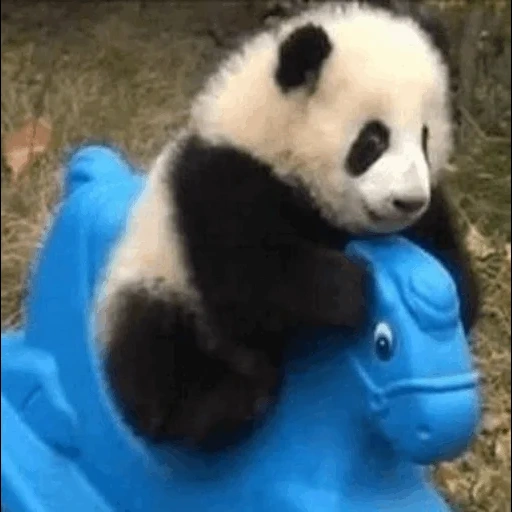 panda, panda gigante, animales panda, panda gigante, oso panda