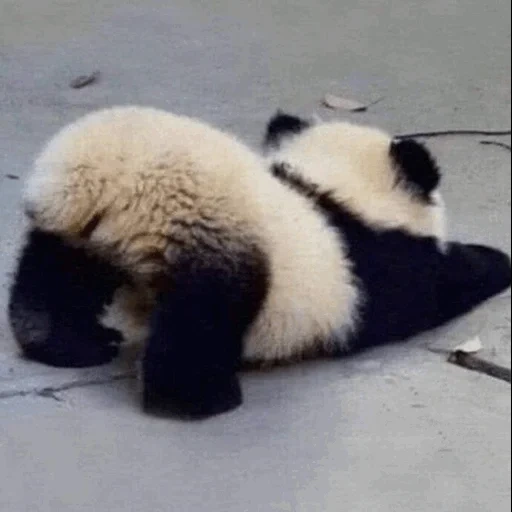 the panda, pandotschka, panda lustig, der tierische panda, tiere machen spaß