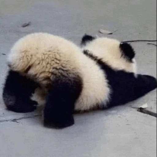 panda, pandochka, panda divertente, animali panda, gli animali sono divertenti