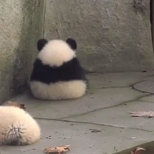 panda, ours panda, panda panda, les pandas sont drôles, grand et petit panda