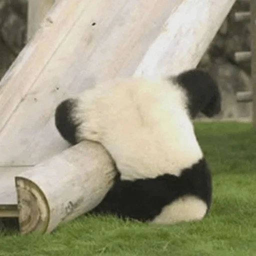 compris, panda, panda panda, grand panda, panda géant
