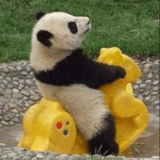 panda, panda, panda panda, panda divertido, panda genial
