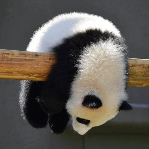 panda, les pandas sont drôles, hilarant panda, panda, l'animal le plus mignon