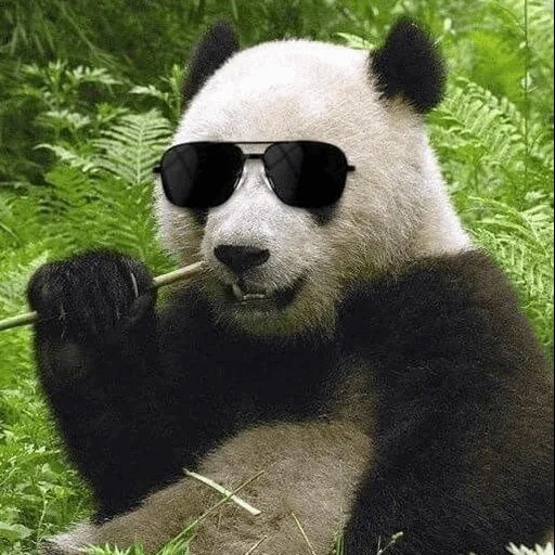 panda, panda, panda panda, panda is big, real panda