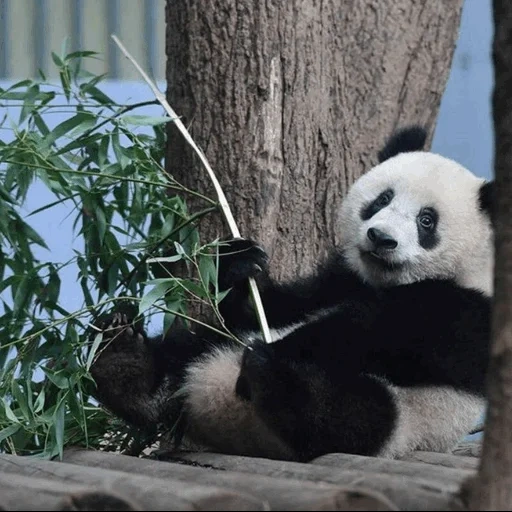 panda, panda gigante, panda gigante, panda zoo, panda gigante