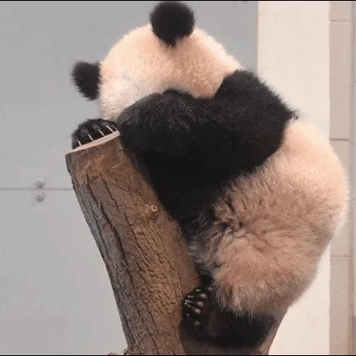 panda, panda panda, grand panda, panda du matin, panda géant