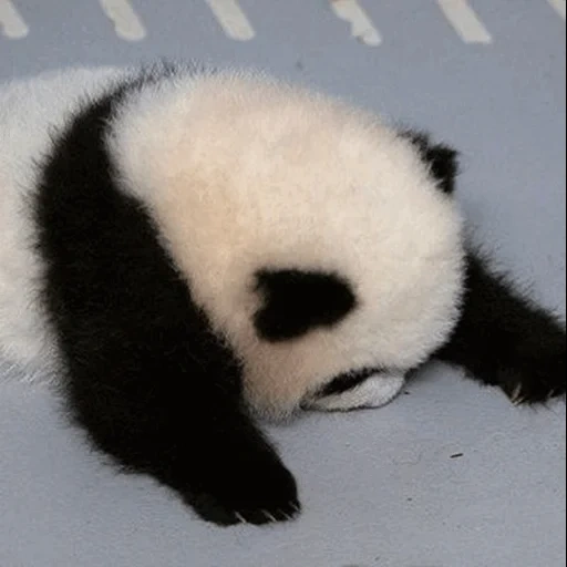 die panda oma, baby panda, der tierische panda, panda trompete, neugeborener panda