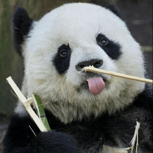 panda, panda panda, les pandas sont drôles, les animaux sont mignons, panda