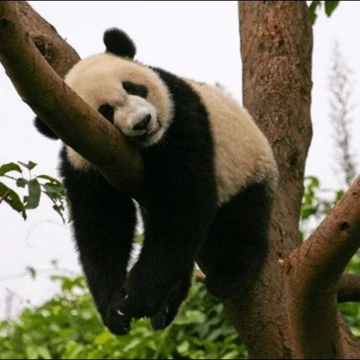 album, bambu panda, panda raksasa, hewan panda, panda raksasa