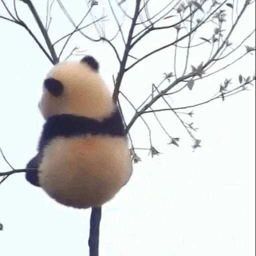 the panda, der panda panda, schneepuppe panda, the giant panda, panda zweig licht