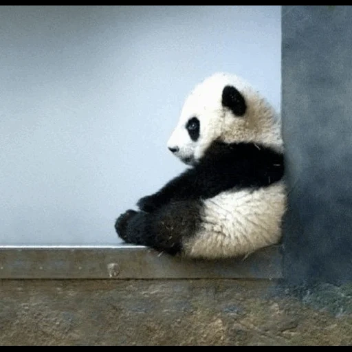панда, интерес, я панда, панда грустная, панда детенышем