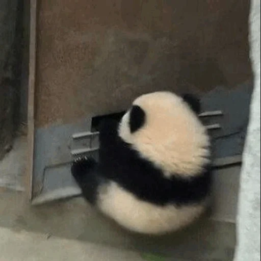 panda, little panda, giant panda, offended panda, giant panda