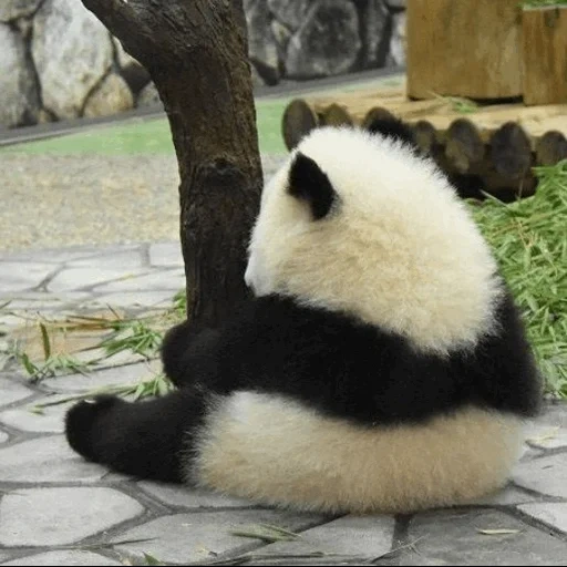 panda, a panda, panda is dear, panda is beautiful, offended panda