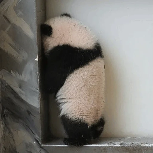 panda, ekor panda, duduk di atas panda, hewan panda, hewan panda