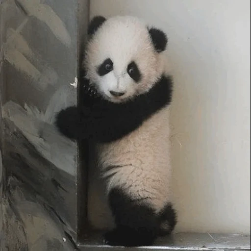 panda, panda bambu, panda raksasa, duduk di atas panda, panda sangat sedih