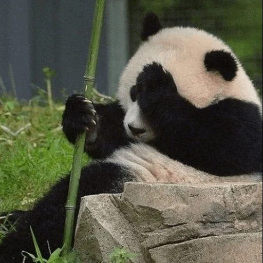 panda, face de panda, panda géant, justin schulz, panda géant