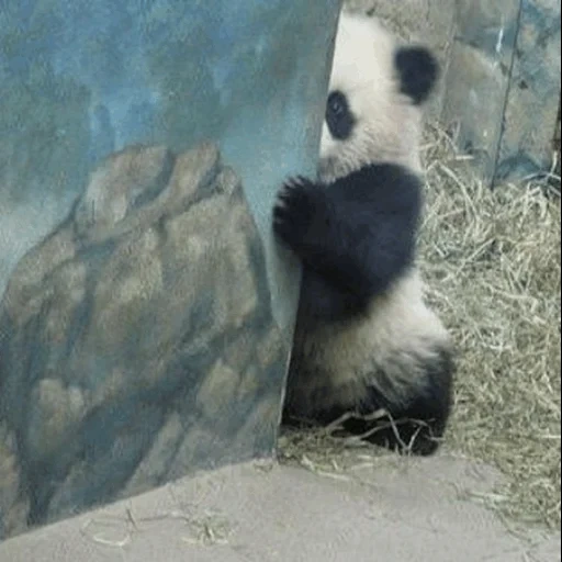 panda, tenerezza, panda gigante, panda zoo, panda di bambù