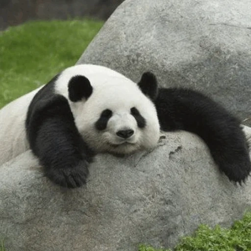 panda, panda panda, panda géant, kung fu panda 3, panda géant