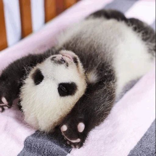 panda, bébé panda, trompette panda, panda nouveau-né, petits pandas géants