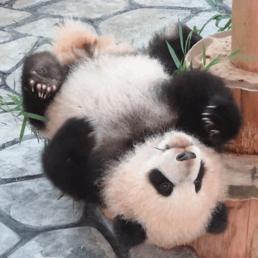 панды, милая панда, большая панда, веселая панда, гигантская панда
