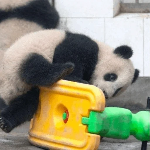 panda wwc, rodillo panda, panda rodando, panda divertido, animales panda