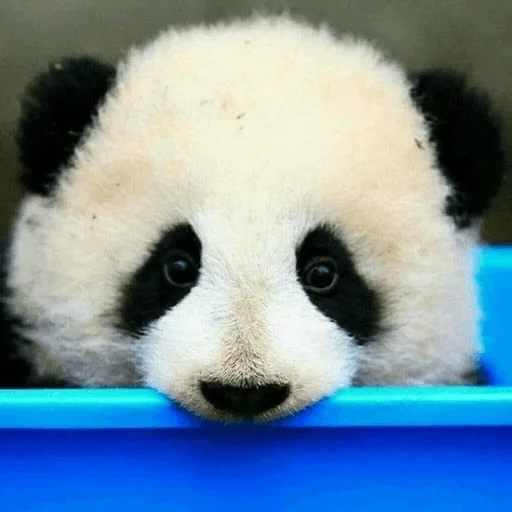 panda, panda 4k, panda mignon, bébé panda, panda animal