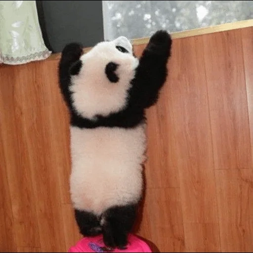 панда, панда милая, панда игрушка, панда плюшевая, гигантская панда