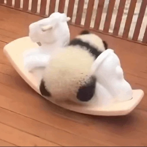 panda mignon, panda animal, les animaux sont mignons, panda, animal ridicule